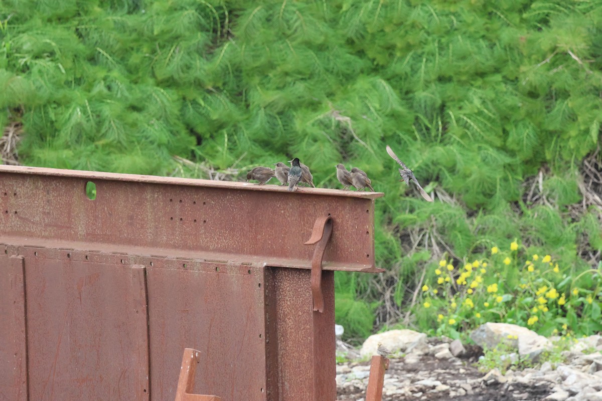 European Starling - ML619659542