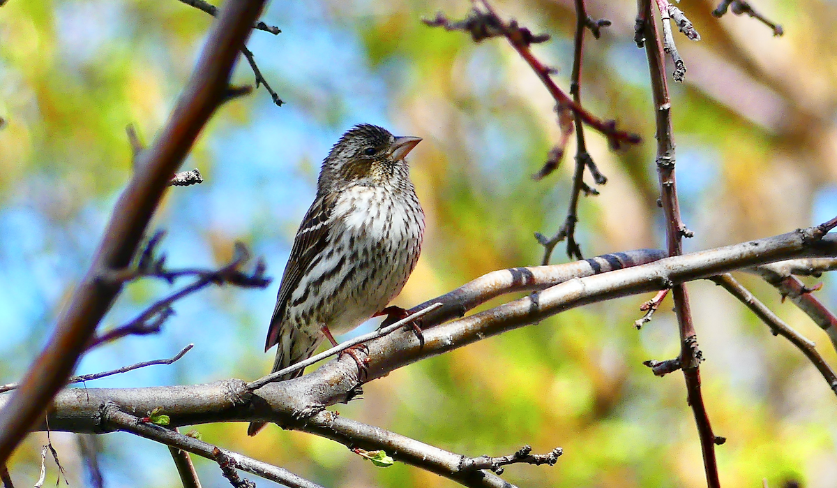 Cassin's Finch - N Jones