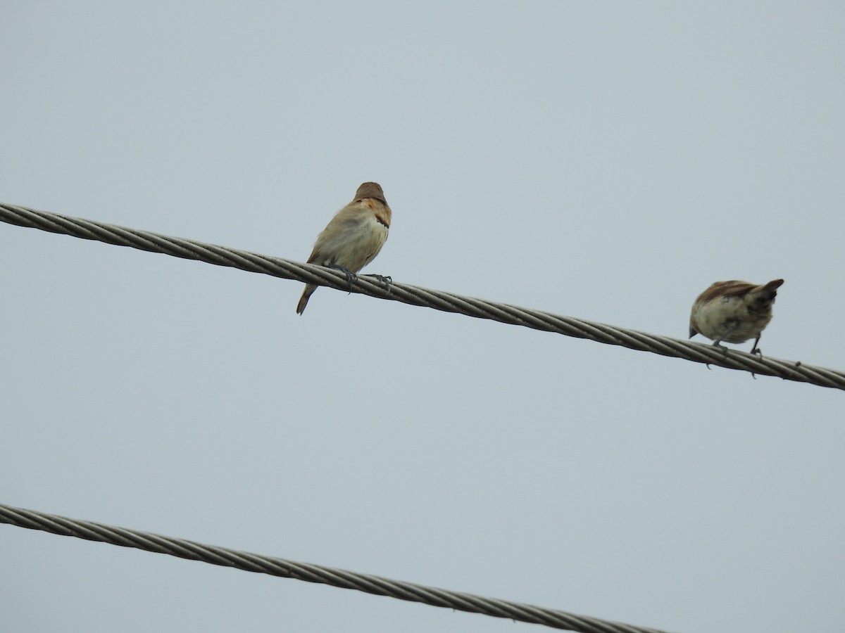 Chestnut-breasted Munia - Monica Mesch