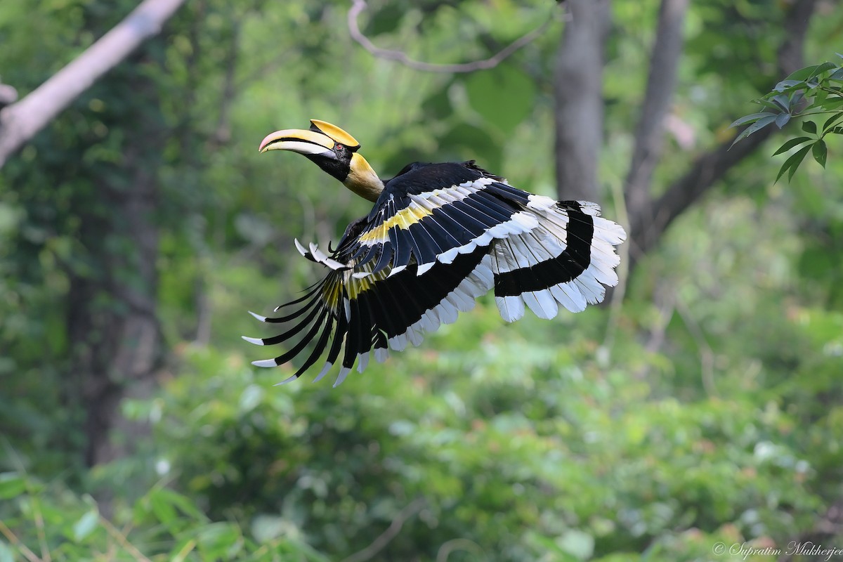 Great Hornbill - Supratim Mukherjee