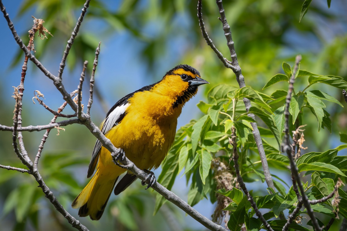 Bullock's Oriole - Anne Spiers