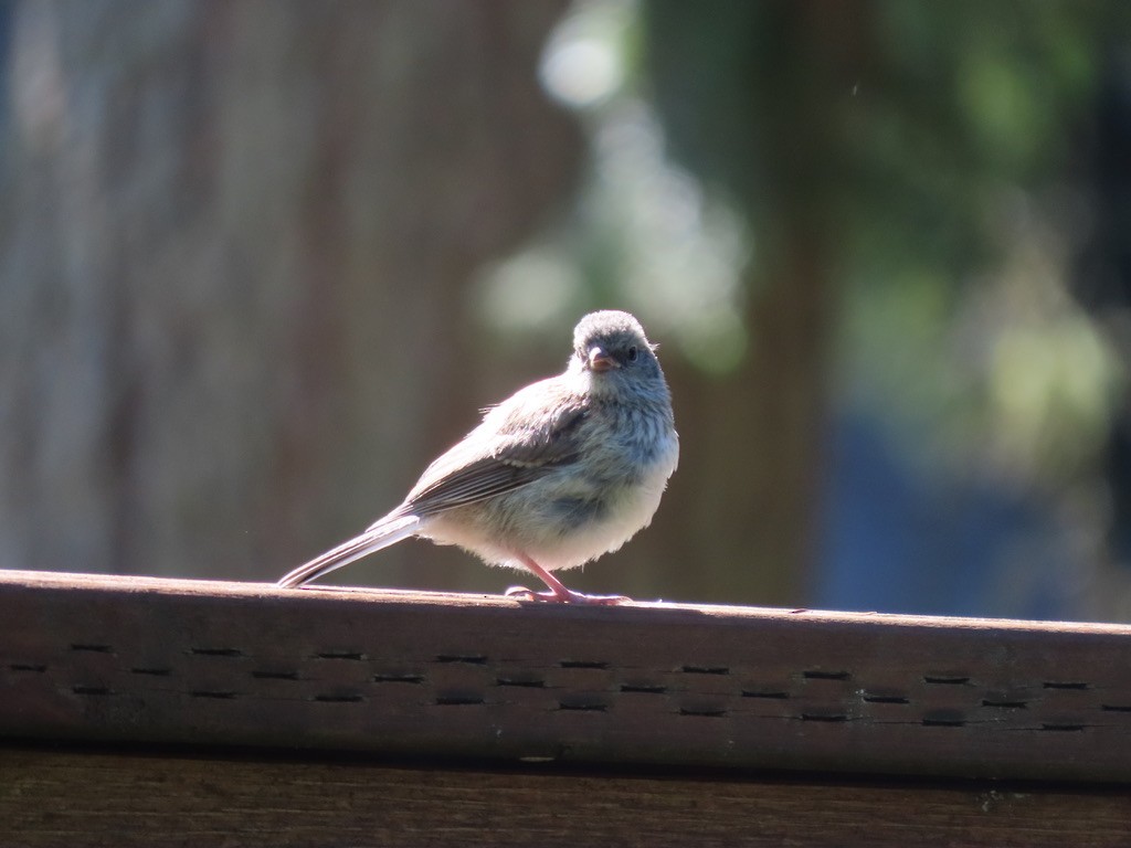 Dark-eyed Junco - Heidi Powers-Armstrong