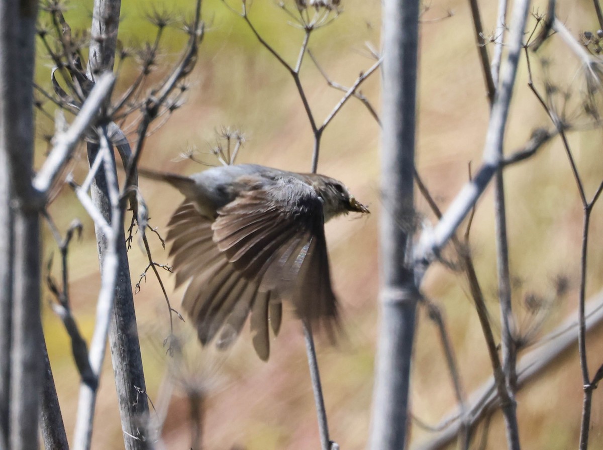 Bushtit - Tracy Drake