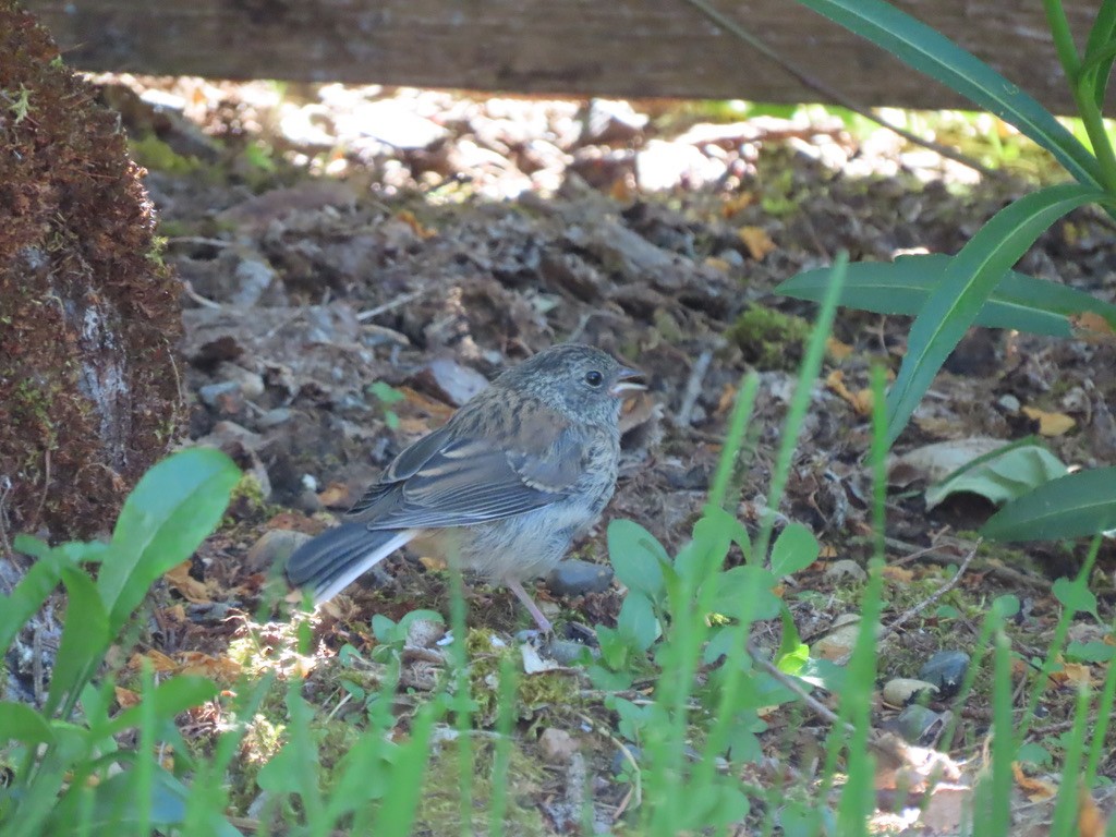 Dark-eyed Junco - Heidi Powers-Armstrong