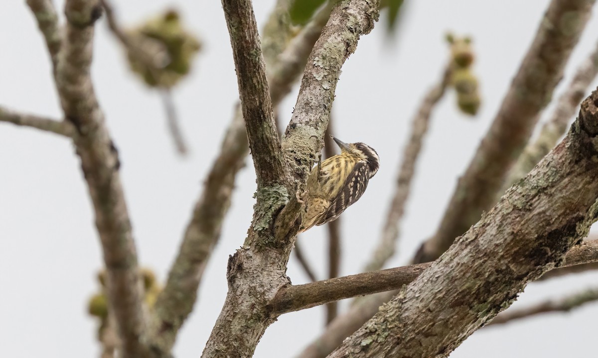 Philippine Pygmy Woodpecker - Paul Fenwick