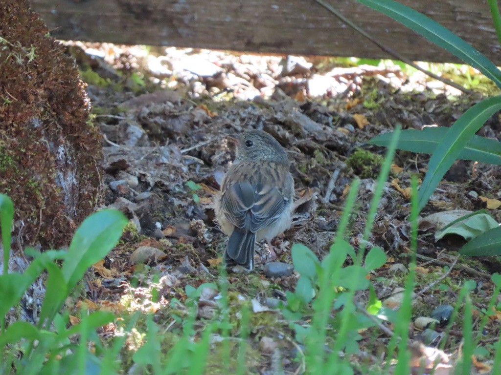 Dark-eyed Junco - Heidi Powers-Armstrong