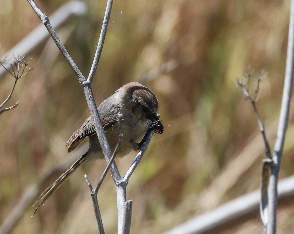 Bushtit - Tracy Drake