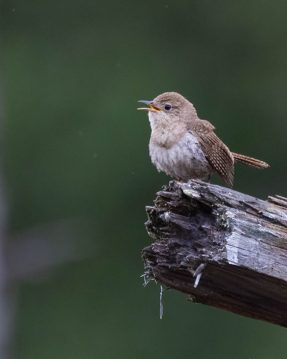 House Wren - Andy DeBroux