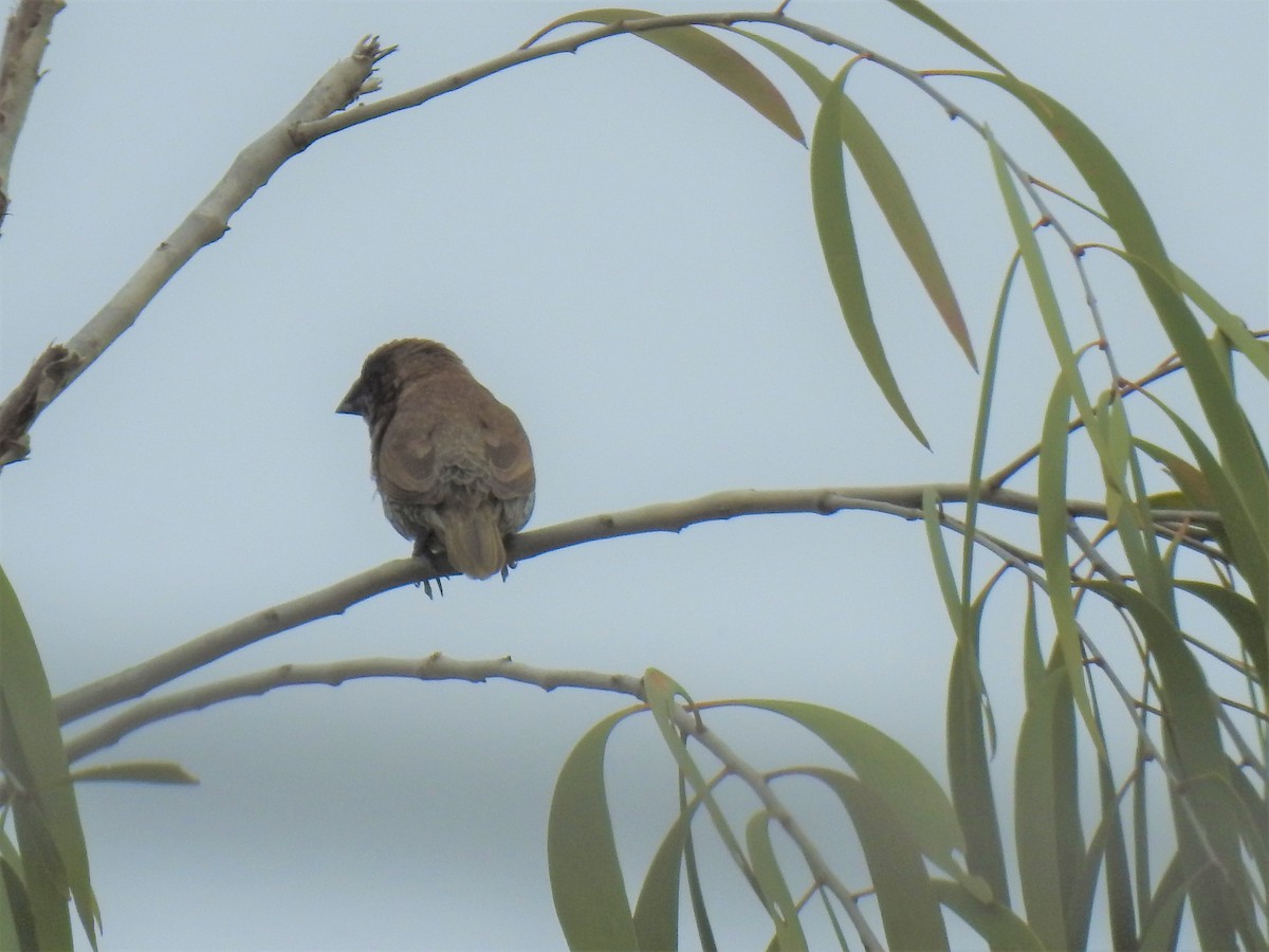 Chestnut-breasted Munia - Monica Mesch