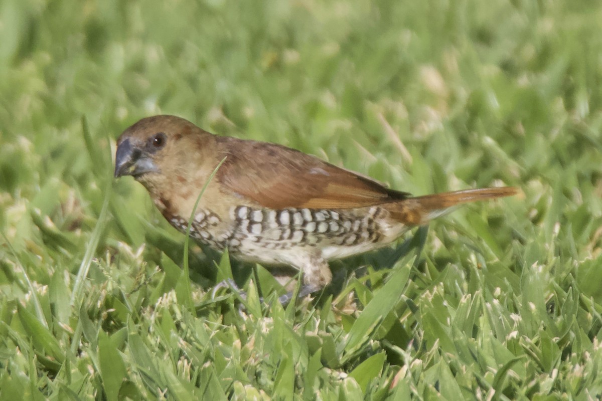 Scaly-breasted Munia - Chris Limbach