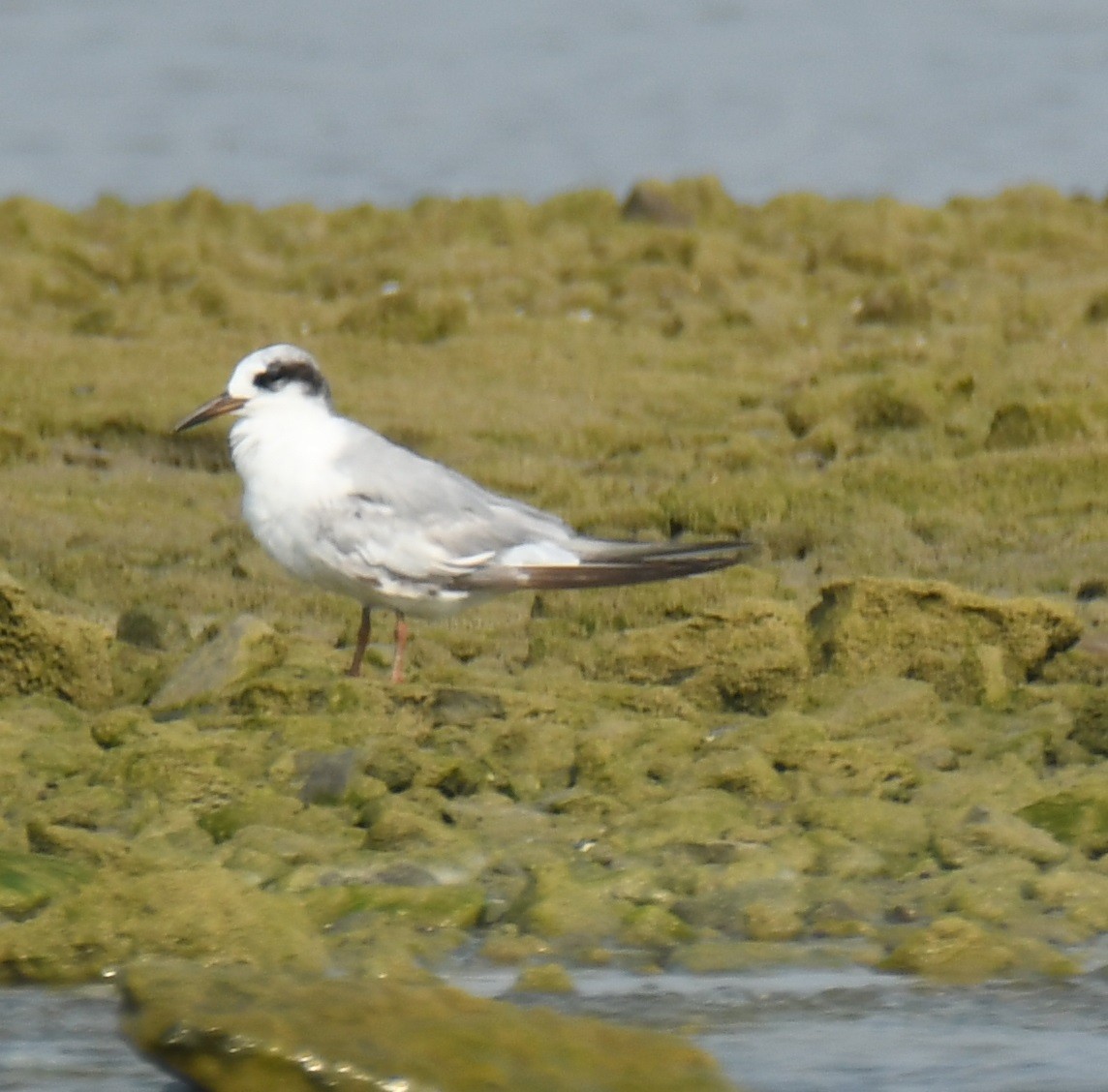 Forster's Tern - Leonardo Guzmán (Kingfisher Birdwatching Nuevo León)