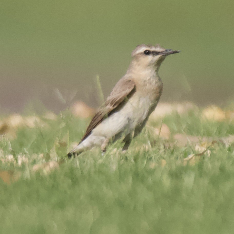 Isabelline Wheatear - Chris Limbach