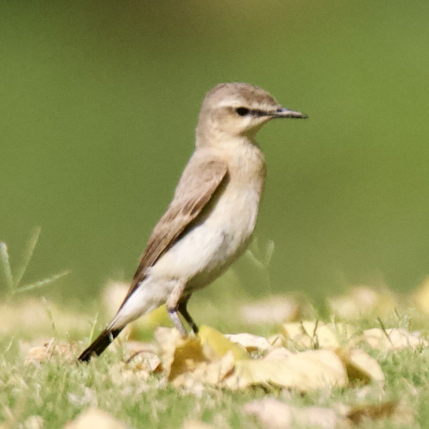 Isabelline Wheatear - Chris Limbach