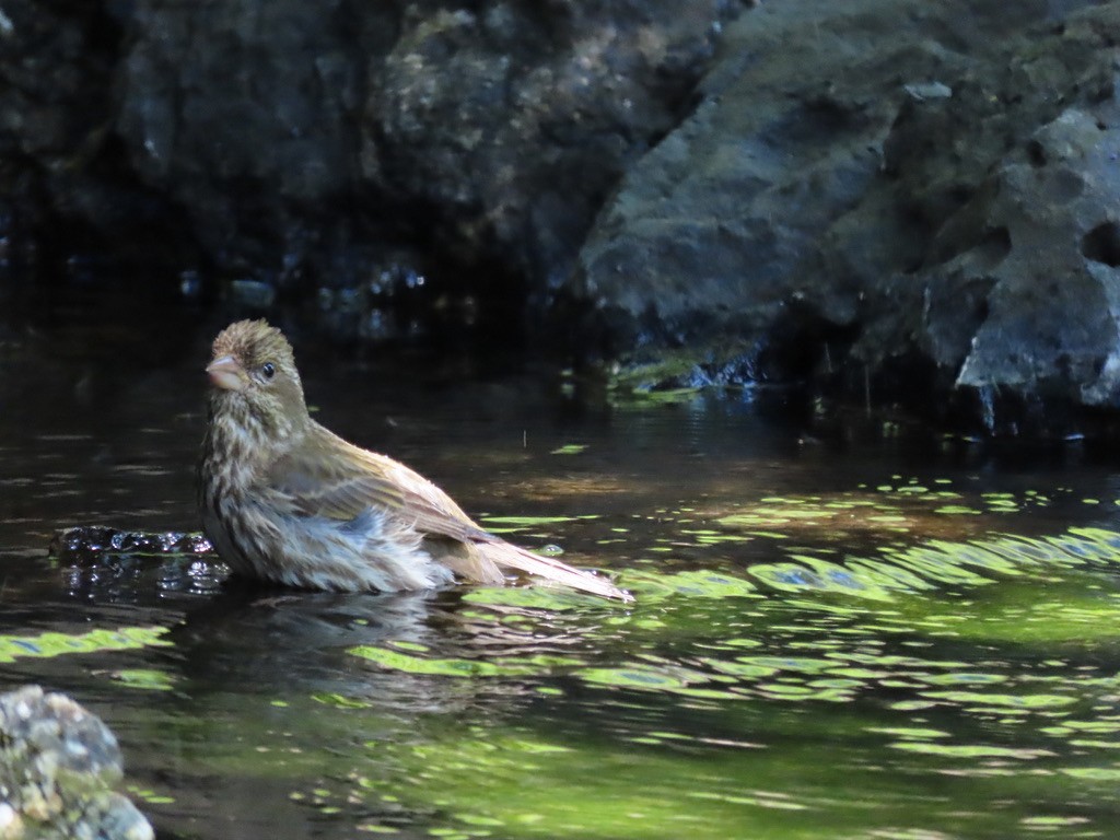 Purple Finch - Heidi Powers-Armstrong