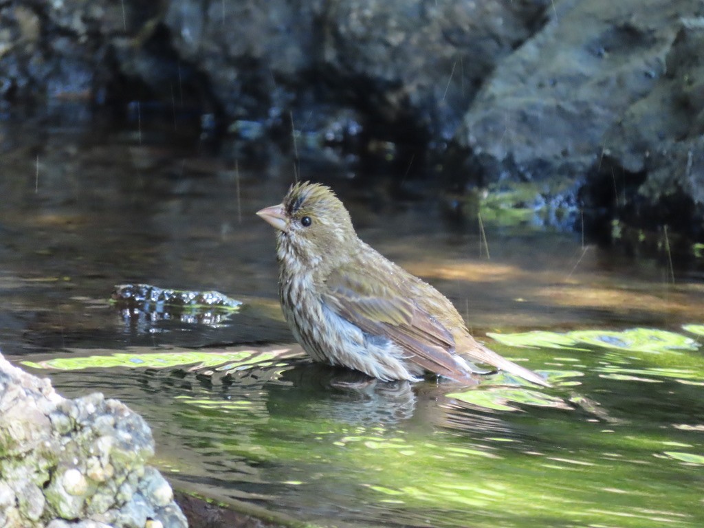 Purple Finch - Heidi Powers-Armstrong