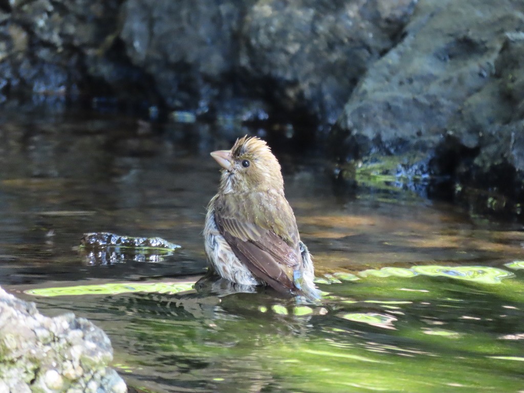 Purple Finch - Heidi Powers-Armstrong