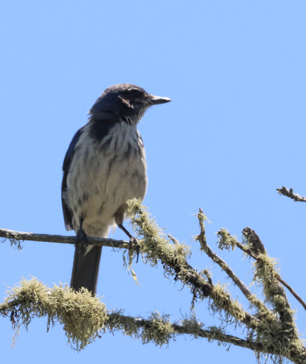 California Scrub-Jay - ML619659590