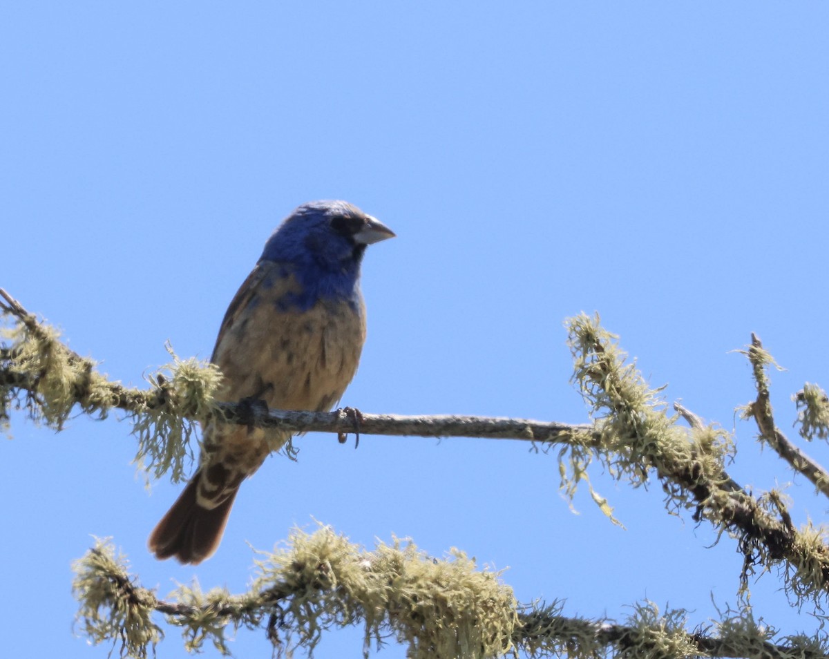 Blue Grosbeak - Tracy Drake