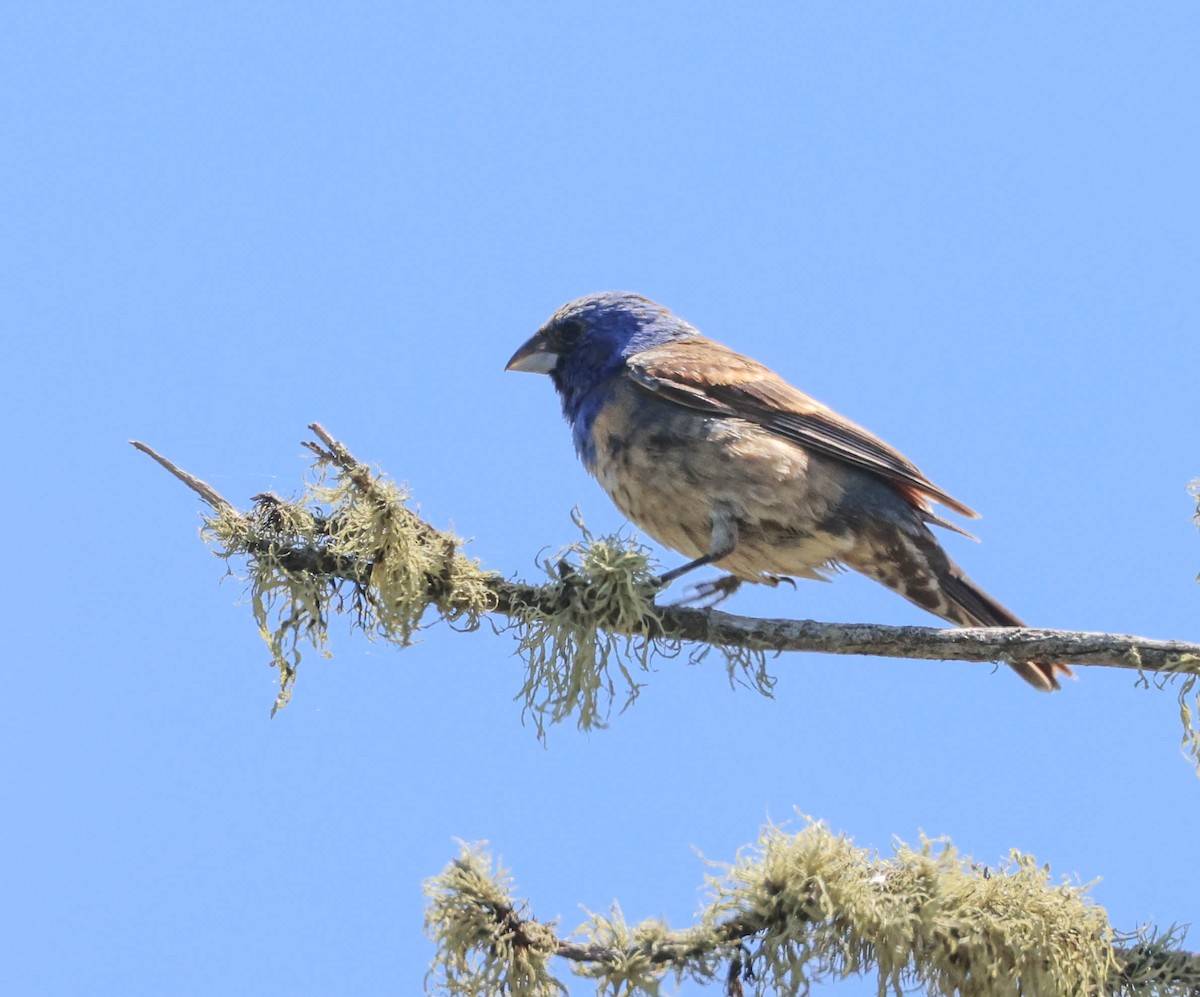 Blue Grosbeak - Tracy Drake