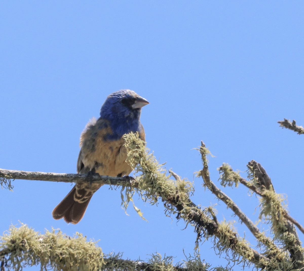 Blue Grosbeak - Tracy Drake