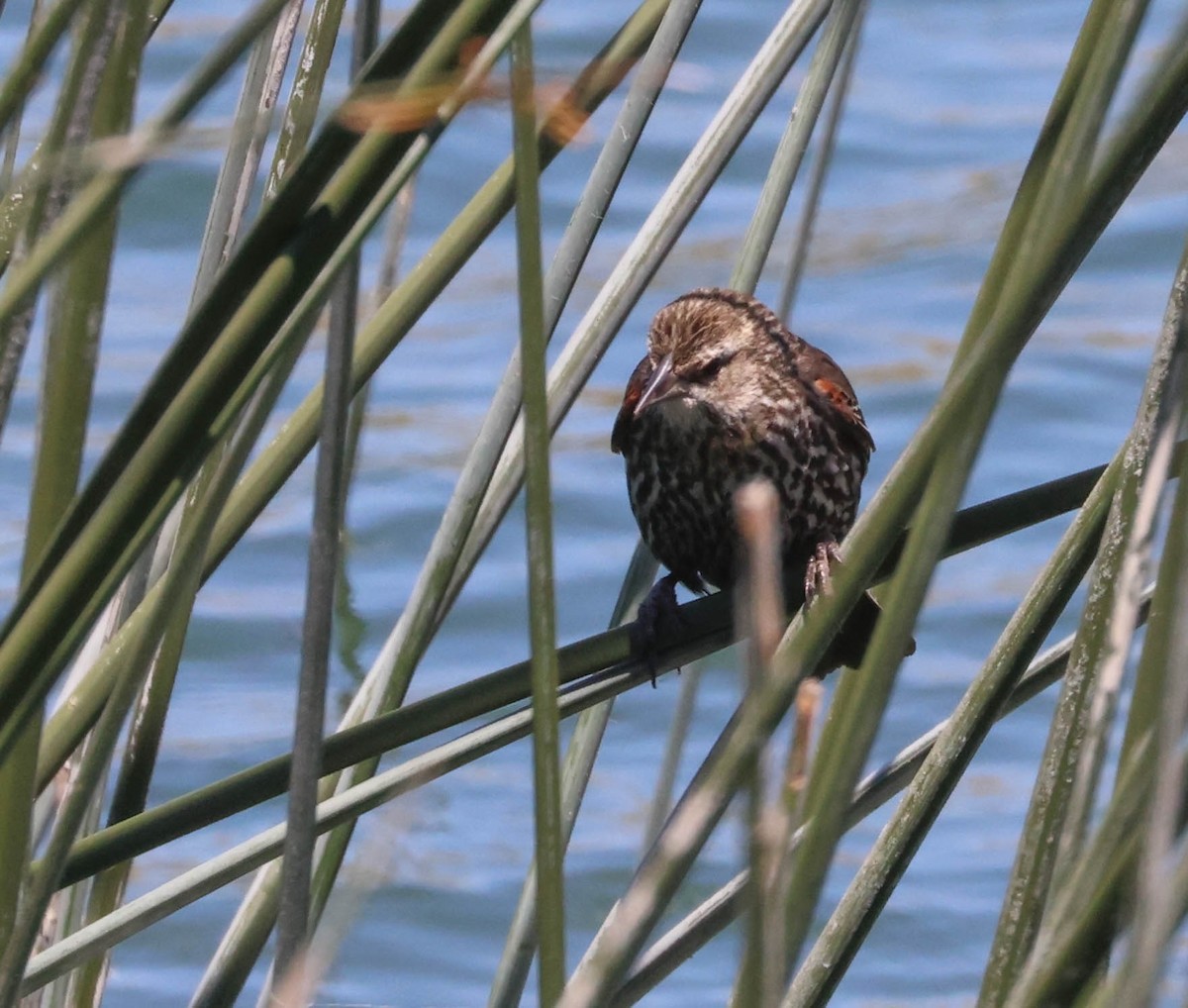 Red-winged Blackbird - Tracy Drake