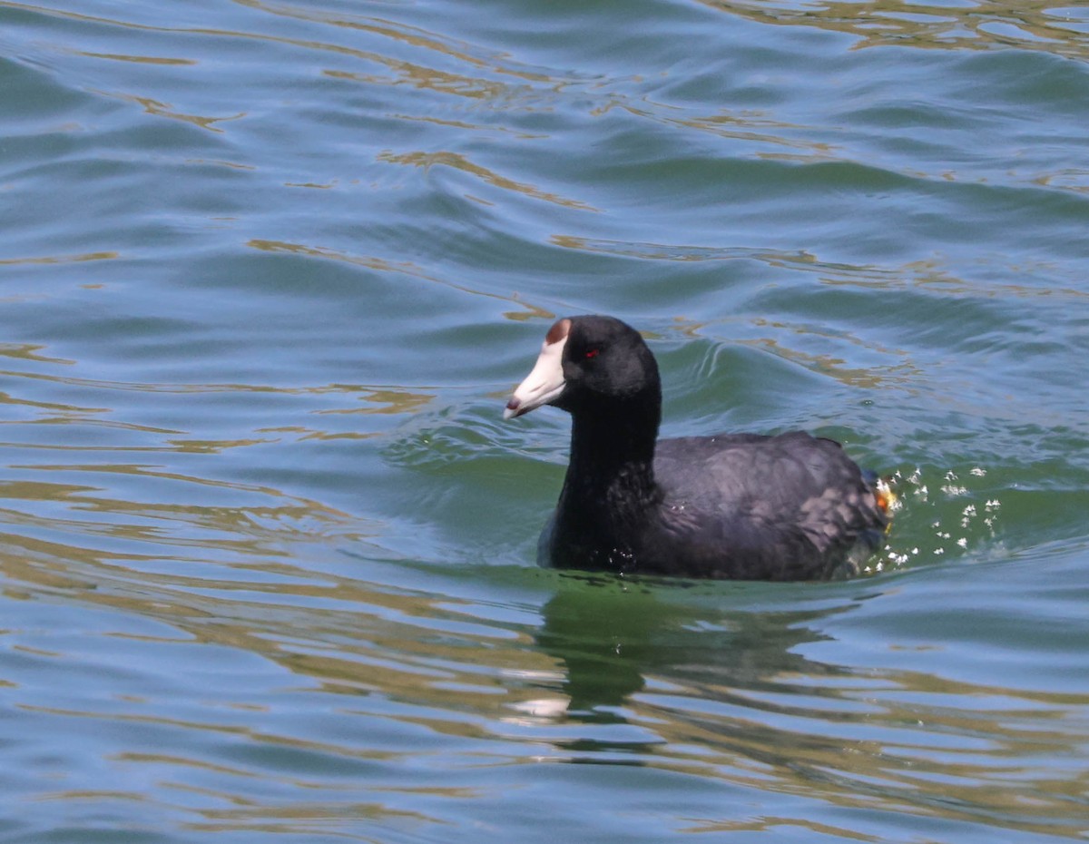 American Coot - Tracy Drake