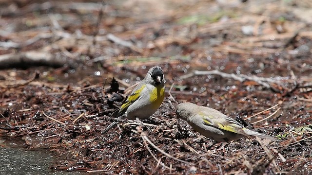 Lawrence's Goldfinch - ML619659611