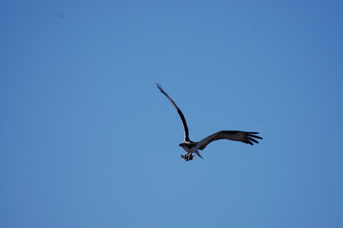 Osprey - Stephen T Bird