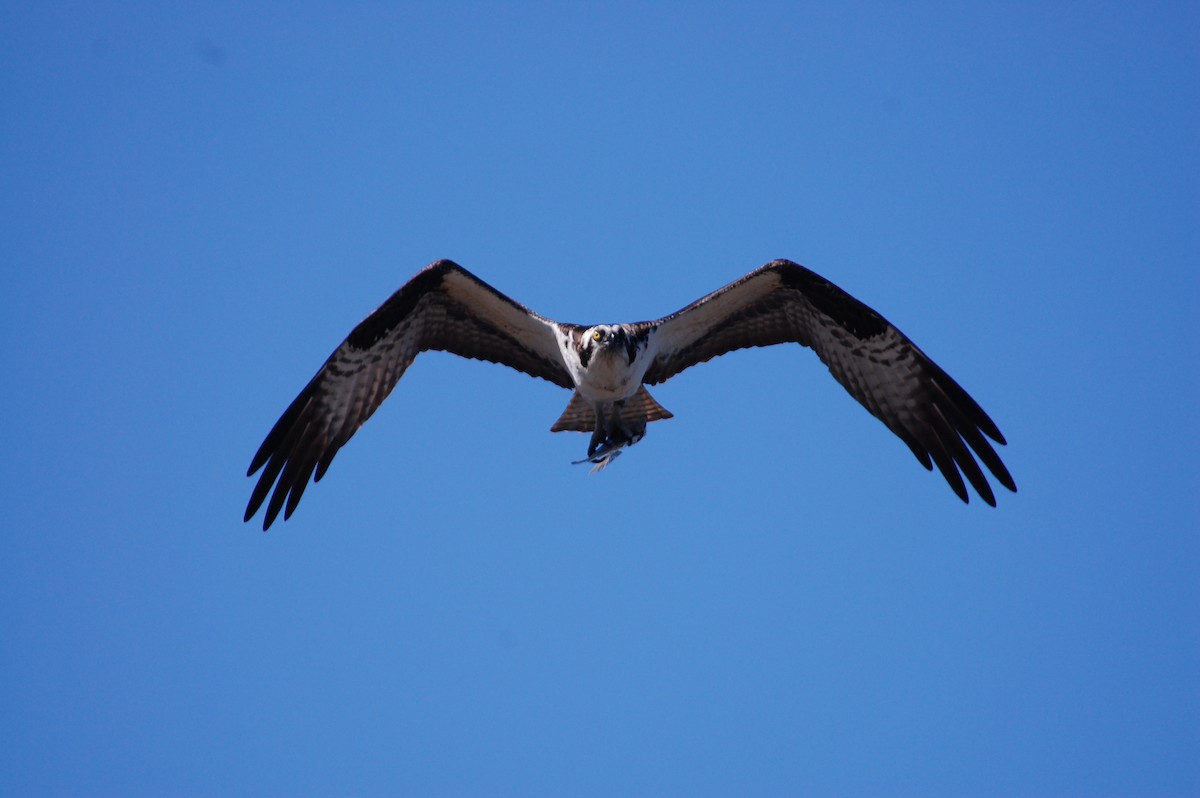 Osprey - Stephen T Bird