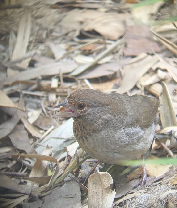 California Towhee - Sofia Potter