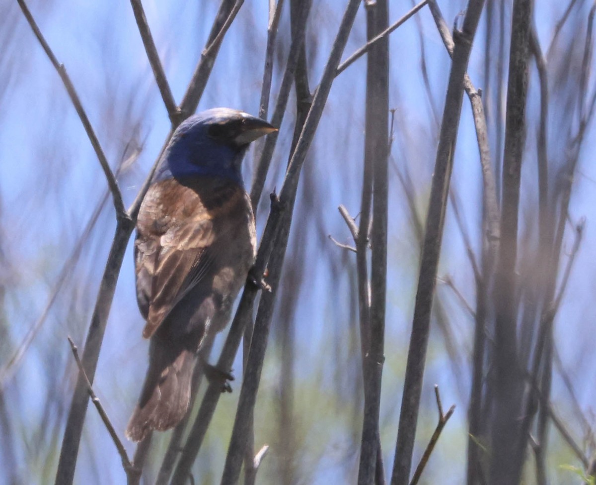 Blue Grosbeak - Tracy Drake