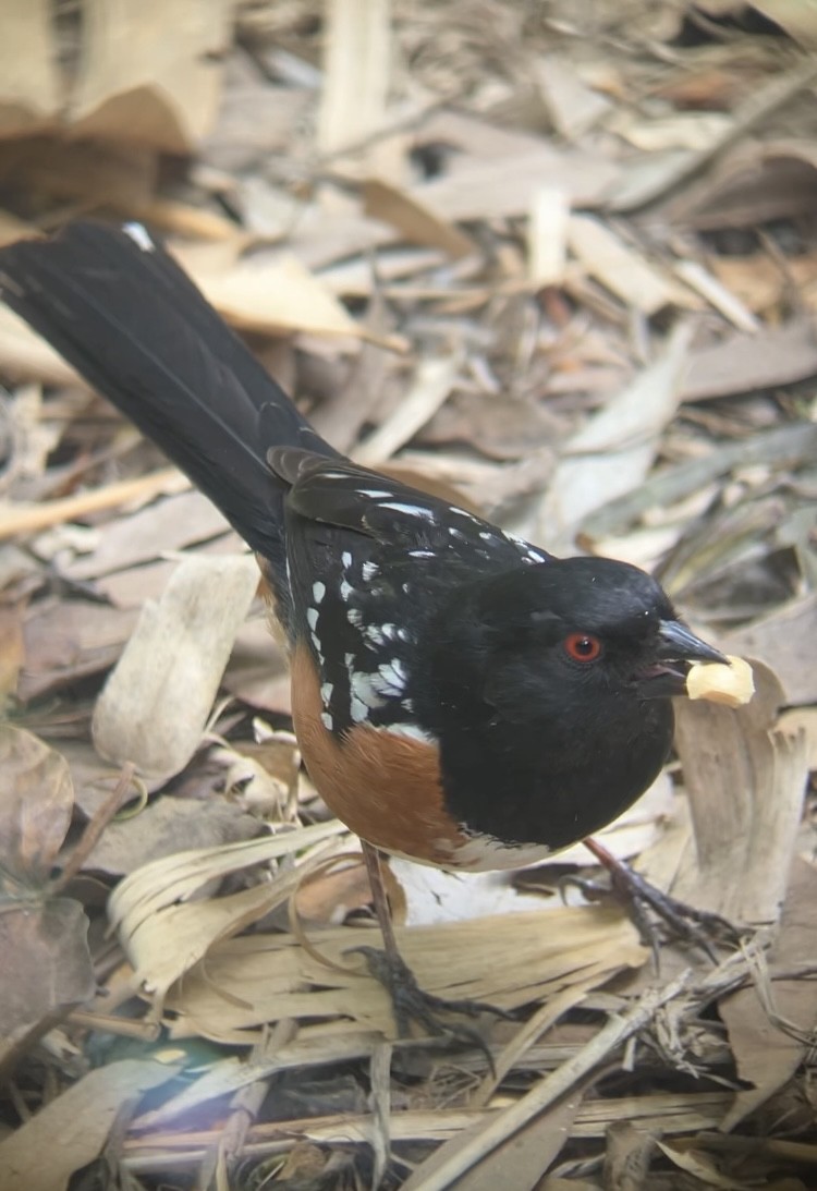 Spotted Towhee - Sofia Potter