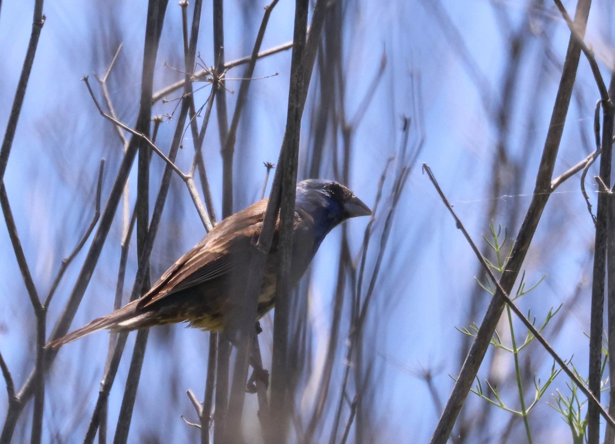 Blue Grosbeak - Tracy Drake