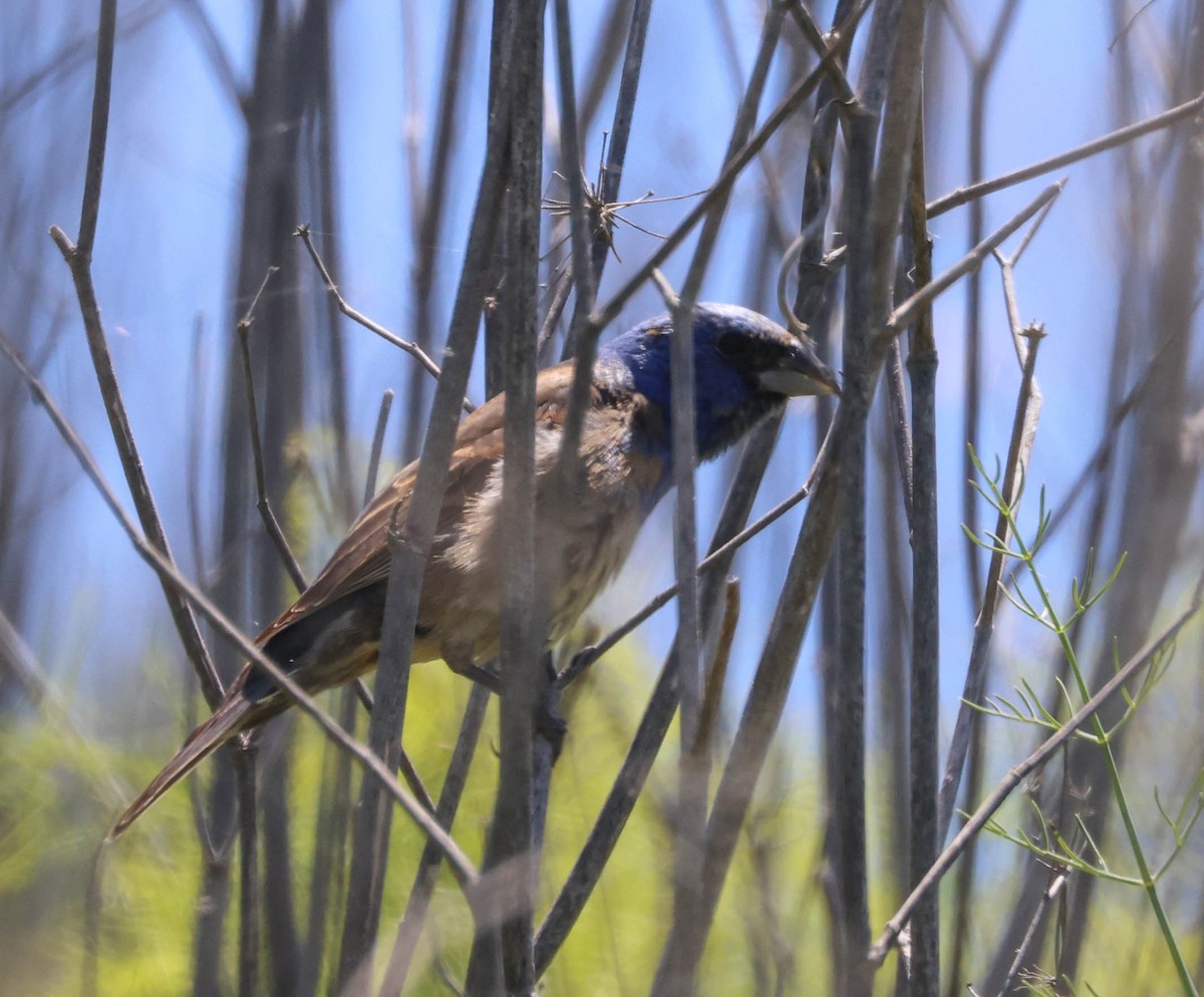 Blue Grosbeak - Tracy Drake