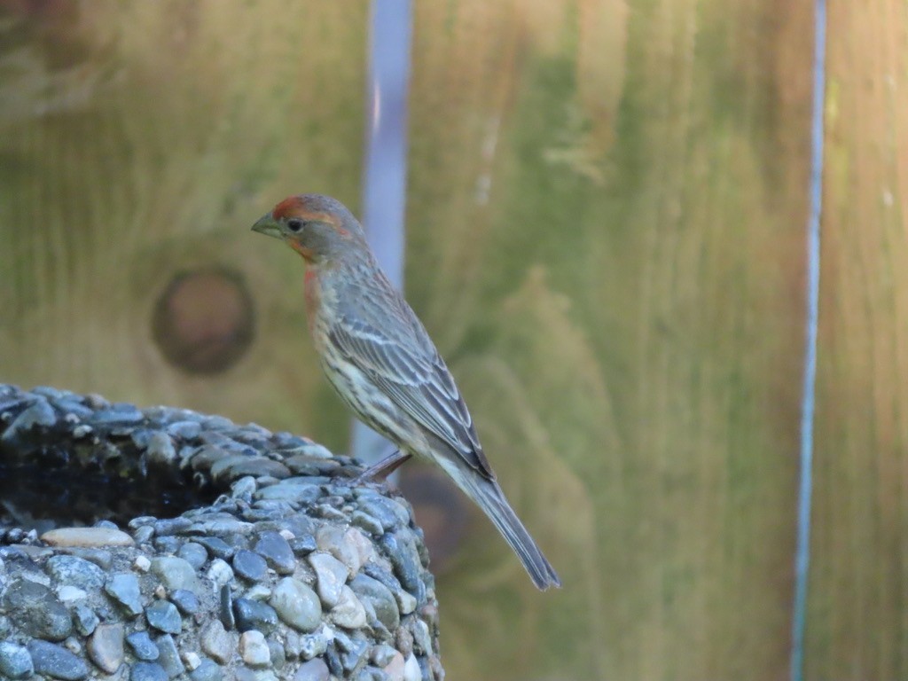 House Finch - Heidi Powers-Armstrong