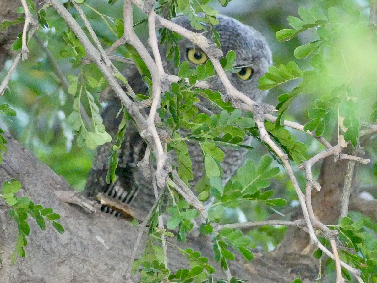 Western Screech-Owl - Dennis Wolter