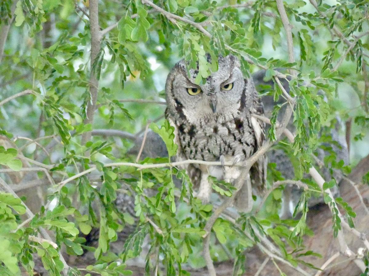 Western Screech-Owl - Dennis Wolter