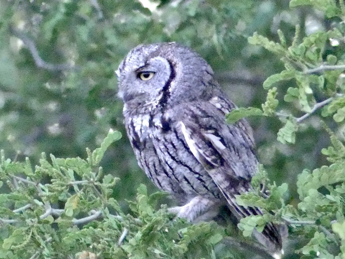 Western Screech-Owl - Dennis Wolter