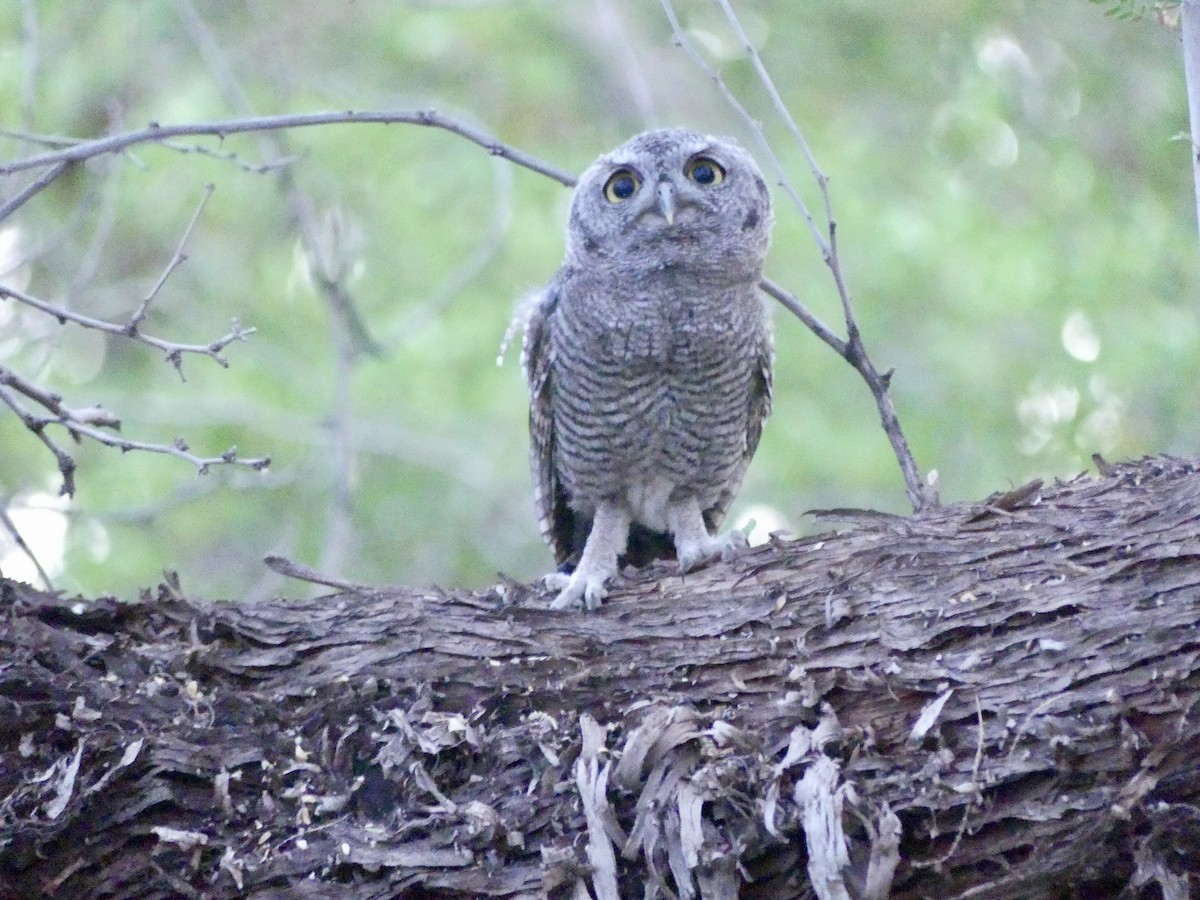 Western Screech-Owl - Dennis Wolter