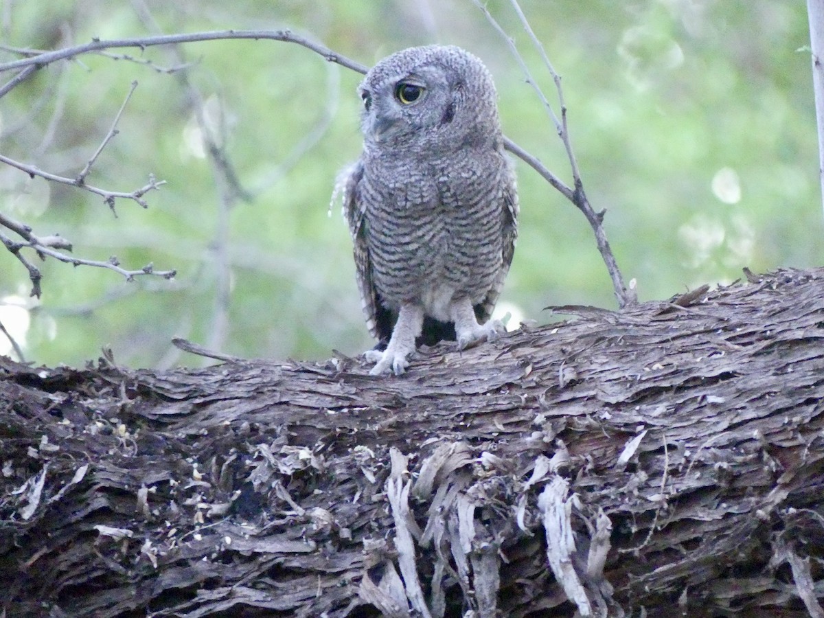 Western Screech-Owl - Dennis Wolter