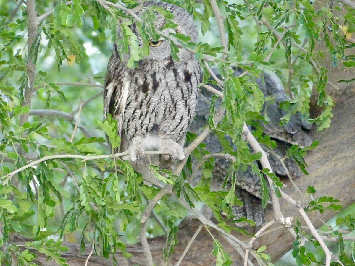 Western Screech-Owl - Dennis Wolter