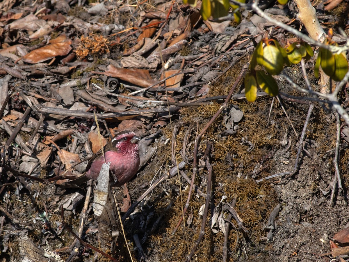 Himalayan White-browed Rosefinch - Zsombor Károlyi