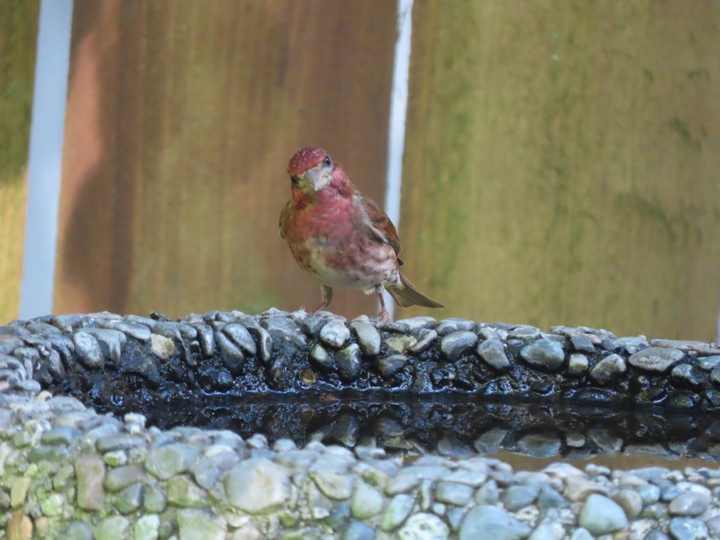 House Finch - Heidi Powers-Armstrong