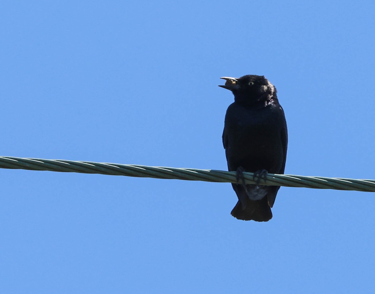 Brewer's Blackbird - ML619659637