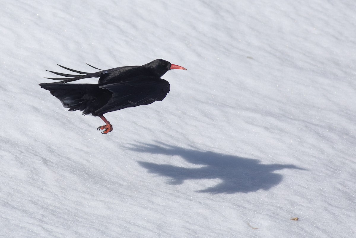 Red-billed Chough - Zsombor Károlyi