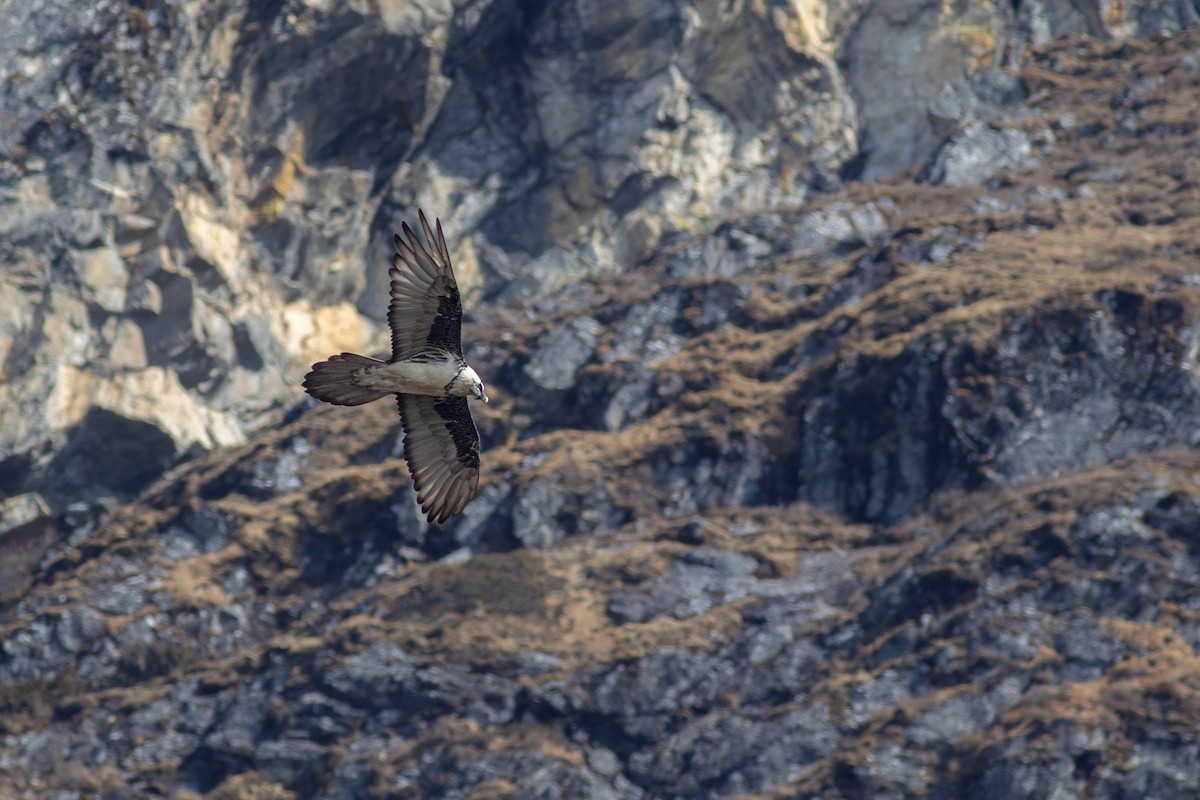 Bearded Vulture - Zsombor Károlyi