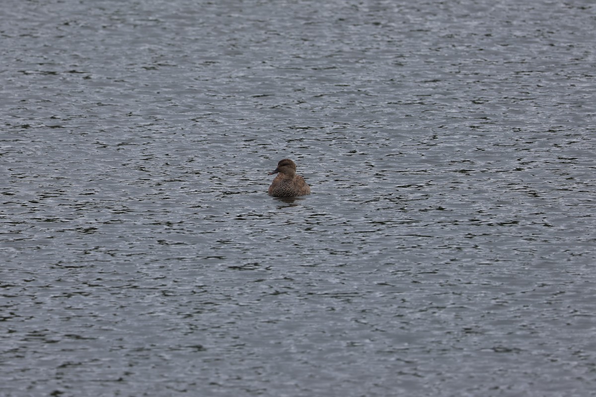 Gadwall - Jody  Wells