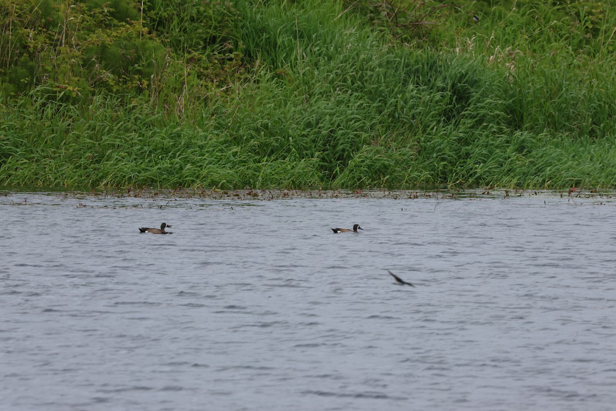 Blue-winged Teal - Jody  Wells