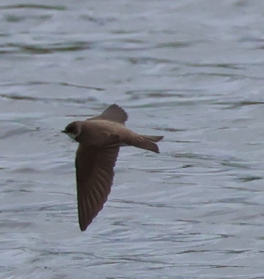 Bank Swallow - ML619659655