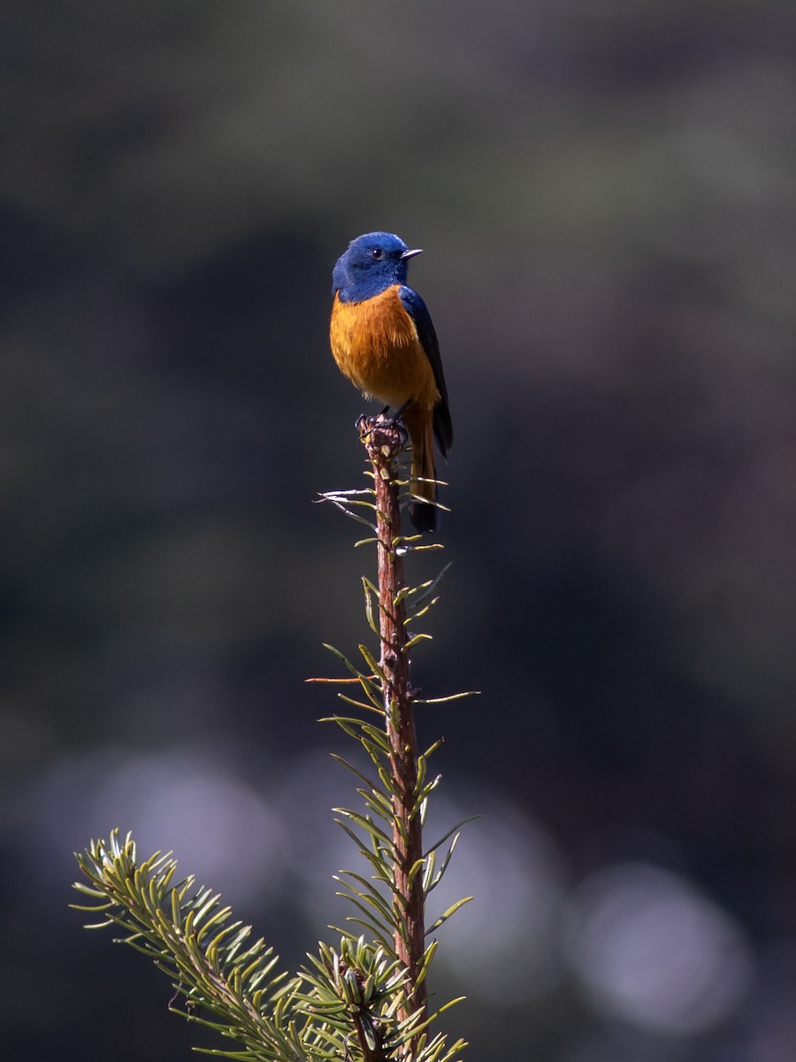 Blue-fronted Redstart - Zsombor Károlyi